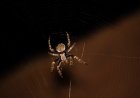Do Spiders Sleep? Surprising Facts About Spider Behavior