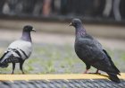 Why Pigeons Keep Failing on Escalators | Bird Behavior Explained