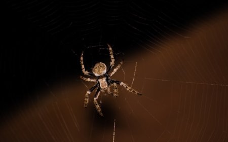Do Spiders Sleep? Surprising Facts About Spider Behavior