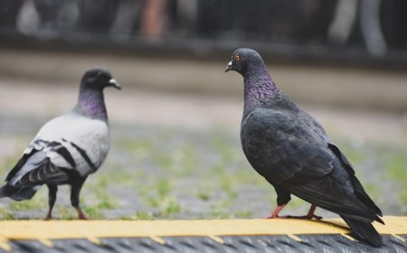 Why Pigeons Keep Failing on Escalators | Bird Behavior Explained