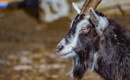 Why Do Goats Scream Like Humans? | Farmyard Science Explained