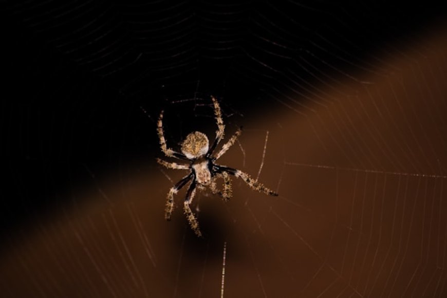 Do Spiders Sleep? Surprising Facts About Spider Behavior