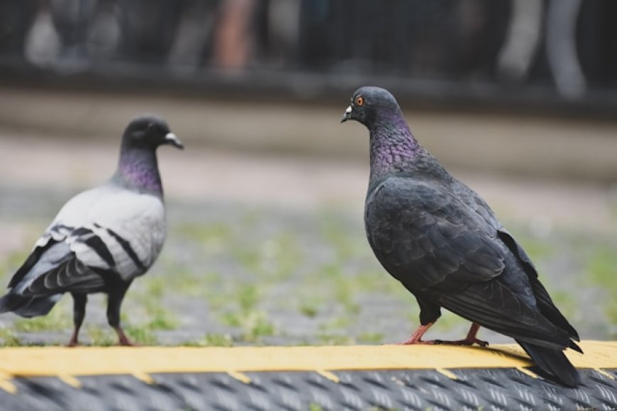 Why Pigeons Keep Failing on Escalators | Bird Behavior Explained
