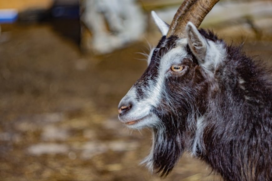 Why Do Goats Scream Like Humans? | Farmyard Science Explained