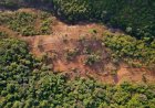 Deforestation in the Amazon: A Global Environmental Threat