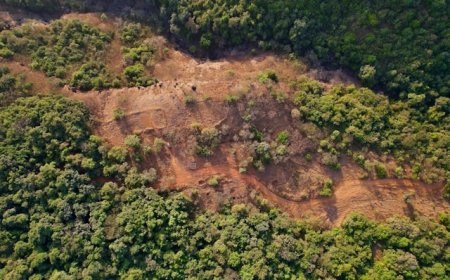 Deforestation in the Amazon: A Global Environmental Threat