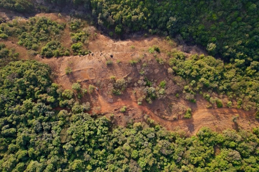 Deforestation in the Amazon: A Global Environmental Threat
