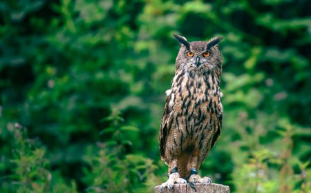 Why Some Cultures Fear Owls: Myths, Superstitions & Witchcraft Beliefs