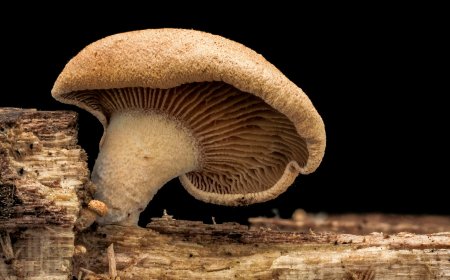 Mind-Control Mushrooms: How Fungi Influence Animal  and Human Behavior