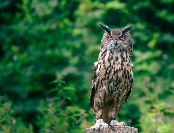 Why Some Cultures Fear Owls: Myths, Superstitions & Witchcraft Beliefs