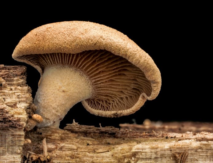 Mind-Control Mushrooms: How Fungi Influence Animal  and Human Behavior