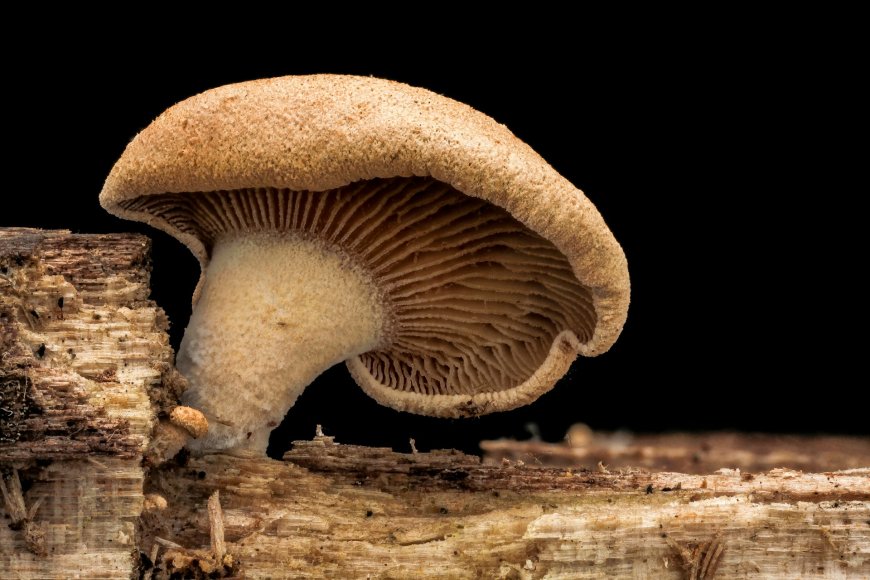 Mind-Control Mushrooms: How Fungi Influence Animal  and Human Behavior