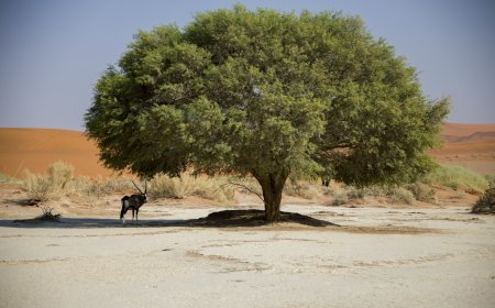 Climate Crossroads: Nations Respond to Record Heatwaves