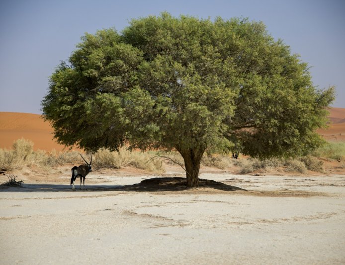 Climate Crossroads: Nations Respond to Record Heatwaves