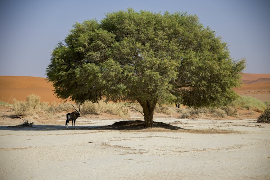 Climate Crossroads: Nations Respond to Record Heatwaves